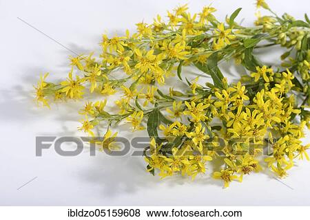 Goldenrod (Solidago virgaurea) View Large Photo Image Stock Photo - Goldenrod (Solidago virgaurea). Fotosearch