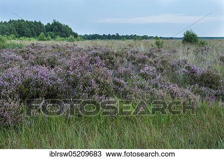 Goldenstedter Moor, Lower Saxony, Germany, Europe View Large Photo Image Stock Image - Goldenstedter Moor, Lower Saxony, Germany, Europe. Fotosearch