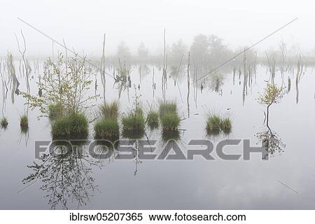 Goldenstedter Moor, Lower Saxony, Germany, Europe View Large Photo Image Stock Photography - Goldenstedter Moor, Lower Saxony, Germany, Europe. Fotosearch