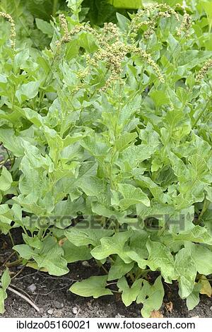 Good Henry (Chenopodium bonus-henricus), Proud Henry, Village Goosefoot, Wild Spinach, Flour Spinach View Large Photo Image Stock Image - Good Henry (Chenopodium bonus-henricus), Proud Henry, Village Goosefoot, Wild Spinach, Flour Spinach. Fotosearch