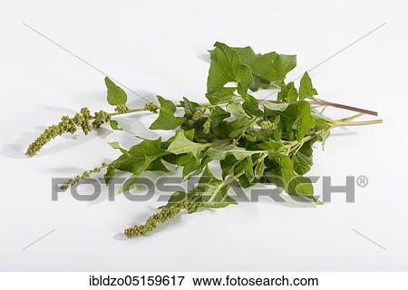 Stock Photo - Good Henry (Chenopodium bonus-henricus), Proud Henry, Village Goosefoot, Wild Spinach, Flour Spinach. Fotosearch