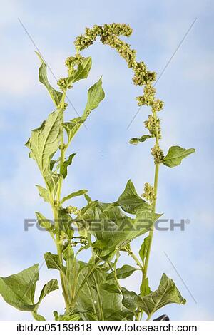 Good Henry (Chenopodium bonus-henricus), Proud Henry, Village Goosefoot, Wild Spinach, Flour Spinach View Large Photo Image Stock Photo - Good Henry (Chenopodium bonus-henricus), Proud Henry, Village Goosefoot, Wild Spinach, Flour Spinach. Fotosearch