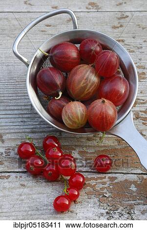 Stock Image - Gooseberries in sieve and Redcurrants ( Ribes uva-crispa), ( Ribes rubrum). Fotosearch