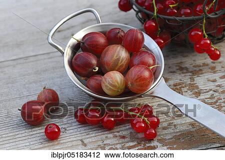 Stock Image - Gooseberries in sieve and Redcurrants ( Ribes uva-crispa), ( Ribes rubrum). Fotosearch