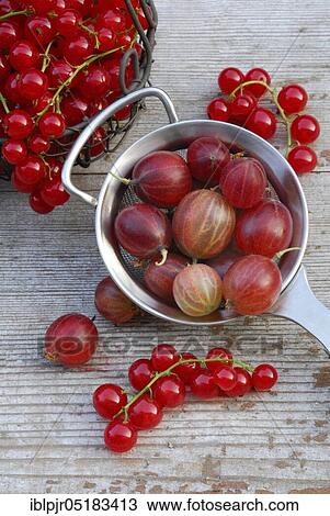 Stock Image - Gooseberries in sieve and Redcurrants ( Ribes uva-crispa), ( Ribes rubrum). Fotosearch