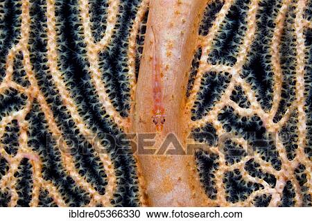 Gorgonian goby (Bryaninops amplus), Marovo lagoon, Solomon Islands, Oceania View Large Photo Image Stock Image - Gorgonian goby (Bryaninops amplus), Marovo lagoon, Solomon Islands, Oceania. Fotosearch