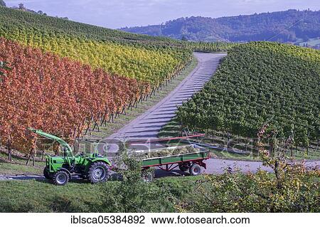 Grape harvest, Pfedelbach-Heuholz, Öhringen, Steinbacher Tal, Ohrntal, Hohenloher Land, Heilbronn-Franconia, Swabian-Franconian Forest nature park Park, Baden-Württemberg, Germany, Europe View Large Photo Image Stock Image - Grape harvest, Pfedelbach-Heuholz, Öhringen, Steinbacher Tal, Ohrntal, Hohenloher Land, Heilbronn-Franconia, Swabian-Franconian Forest nature park Park, Baden-Württemberg, Germany, Europe. Fotosearch