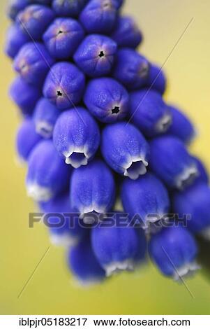 Stock Photo - Grape hyacinth (Muscari spec. ). Fotosearch