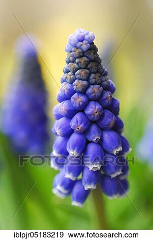 Grape hyacinth (Muscari spec. ) View Large Photo Image Stock Photo - Grape hyacinth (Muscari spec. ). Fotosearch
