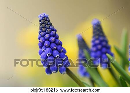 Grape hyacinth (Muscari spec. ) View Large Photo Image Stock Photography - Grape hyacinth (Muscari spec. ). Fotosearch