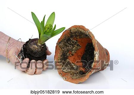 Stock Photo - Grape hyacinth ready for potting (Hyacinthus orientalis), Pearl hyacinth. Fotosearch