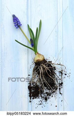 Picture - Grape hyacinth with root bulb, onion (Muscari spec. ). Fotosearch