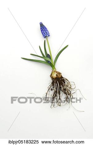 Stock Photography - Grape hyacinth with root bulb, onion (Muscari spec. ). Fotosearch