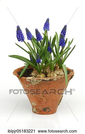Grape hyacinths in clay pot (Muscari spec. ) View Large Photo Image Stock Image - Grape hyacinths in clay pot (Muscari spec. ). Fotosearch