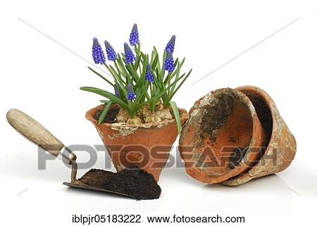 Stock Image - Grape hyacinths in clay pot, planting shovel (Muscari spec. ). Fotosearch