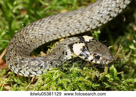 Grass Snake, Ringed Snake or Water Snake (Natrix natrix) View Large Photo Image Stock Photo - Grass Snake, Ringed Snake or Water Snake (Natrix natrix). Fotosearch