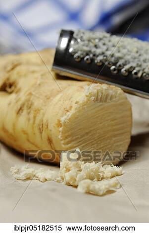 Stock Photography - Grated Horseradish (Armoracia rusticana) horseradish, root with grater. Fotosearch