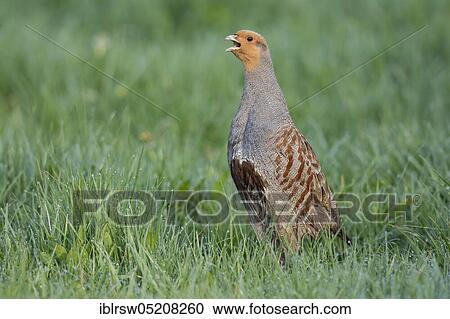 Stock Image - Gray partridge (Perdix perdix) male, Lower Saxony, Germany, Europe. Fotosearch