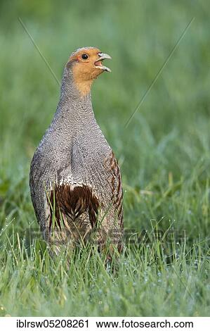 Gray partridge (Perdix perdix) male, Lower Saxony, Germany, Europe View Large Photo Image Stock Image - Gray partridge (Perdix perdix) male, Lower Saxony, Germany, Europe. Fotosearch