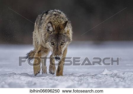 Stock Image - Gray wolf (Canis lupus) free and wild, young wolf in the snow, Biosphere Reserve Mittelelbe, Saxony-Anhalt. Fotosearch