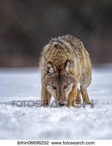 Stock Image - Gray wolf (Canis lupus) free and wild, young wolf in the snow, Biosphere Reserve Mittelelbe, Saxony-Anhalt. Fotosearch