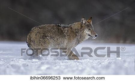 Stock Image - Gray wolf (Canis lupus) free and wild, young wolf in the snow, Biosphere Reserve Mittelelbe, Saxony-Anhalt. Fotosearch