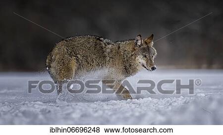 Stock Photo - Gray wolf (Canis lupus) free and wild, young wolf in the snow, Biosphere Reserve Mittelelbe, Saxony-Anhalt. Fotosearch