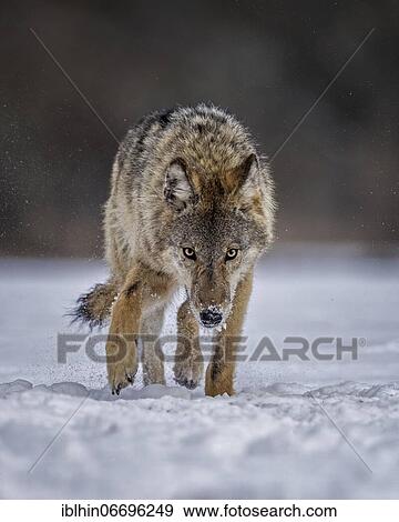 Stock Photo - Gray wolf (Canis lupus) free and wild, young wolf in the snow, Biosphere Reserve Mittelelbe, Saxony-Anhalt. Fotosearch