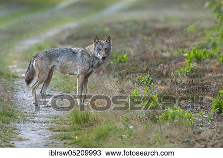 Gray wolf (Canis lupus) in the wild, Sögel, Emsland, Lower Saxony, Germany, Europe View Large Photo Image Stock Image - Gray wolf (Canis lupus) in the wild, Sögel, Emsland, Lower Saxony, Germany, Europe. Fotosearch