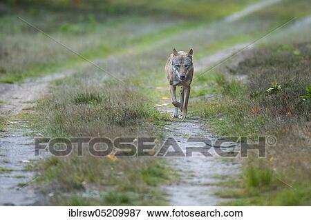Gray wolf (Canis lupus) in the wild, Sögel, Emsland, Lower Saxony, Germany, Europe View Large Photo Image Stock Photo - Gray wolf (Canis lupus) in the wild, Sögel, Emsland, Lower Saxony, Germany, Europe. Fotosearch