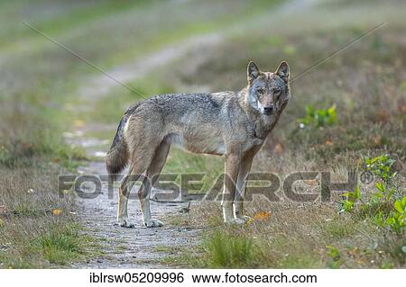 Stock Photograph - Gray wolf (Canis lupus) in the wild, Sögel, Emsland, Lower Saxony, Germany, Europe. Fotosearch