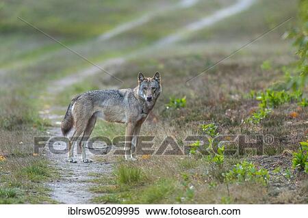 Gray wolf (Canis lupus) in the wild, Sögel, Emsland, Lower Saxony, Germany, Europe View Large Photo Image Stock Photography - Gray wolf (Canis lupus) in the wild, Sögel, Emsland, Lower Saxony, Germany, Europe. Fotosearch