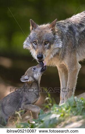 Gray wolf (Canis lupus) with swelpe View Large Photo Image Stock Photo - Gray wolf (Canis lupus) with swelpe. Fotosearch