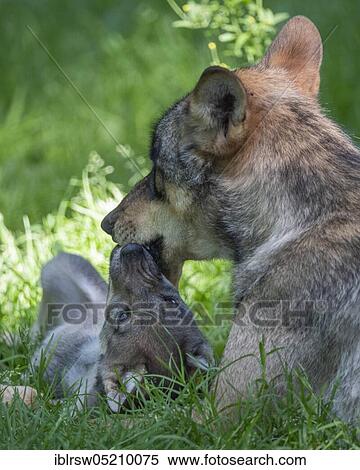 Stock Photography - Gray wolf (Canis lupus) with swelpe. Fotosearch