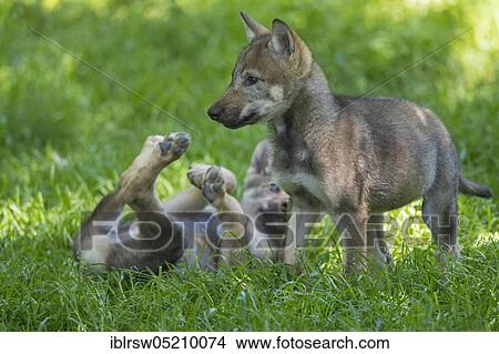 Gray wolfboy(Canis lupus) View Large Photo Image Picture - Gray wolfboy(Canis lupus). Fotosearch