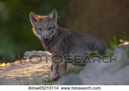 Gray wolfboy(Canis lupus) View Large Photo Image Picture - Gray wolfboy(Canis lupus). Fotosearch