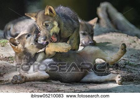 Gray wolfboy(Canis lupus) View Large Photo Image Stock Image - Gray wolfboy(Canis lupus). Fotosearch