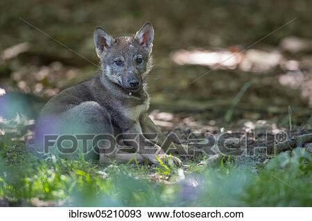 Gray wolfboy(Canis lupus) View Large Photo Image Stock Image - Gray wolfboy(Canis lupus). Fotosearch