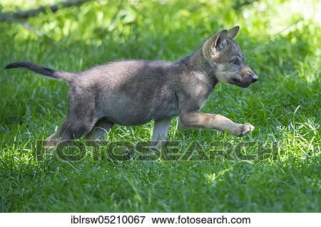 Stock Photo - Gray wolfboy(Canis lupus). Fotosearch