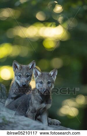 Stock Photo - Gray wolfboy(Canis lupus). Fotosearch