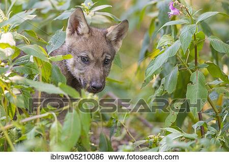 Stock Photograph - Gray wolfboy(Canis lupus). Fotosearch