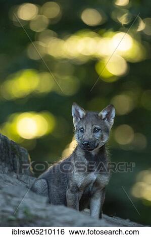 Gray wolfboy(Canis lupus) View Large Photo Image Stock Photograph - Gray wolfboy(Canis lupus). Fotosearch