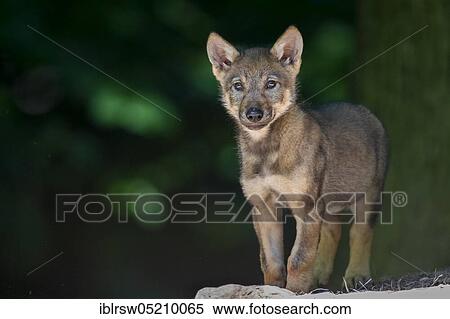 Stock Photography - Gray wolfboy(Canis lupus). Fotosearch
