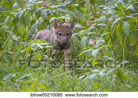 Stock Photography - Gray wolfboy(Canis lupus). Fotosearch