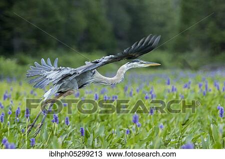Stock Image - Great blue heron (Ardea herodias), Herons, Animals, Birds, Great blue heron, La Mauricie national park, Quebec, Canada, North America. Fotosearch