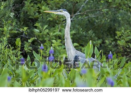 Stock Photo - Great blue heron (Ardea herodias), Herons, Animals, Birds, Great blue heron, La Mauricie national park, Quebec, Canada, North America. Fotosearch