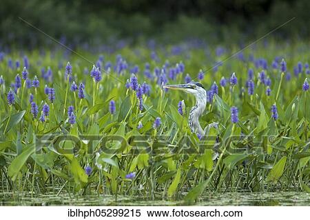 Stock Photography - Great blue heron (Ardea herodias), Herons, Animals, Birds, Great blue heron, La Mauricie national park, Quebec, Canada, North America. Fotosearch