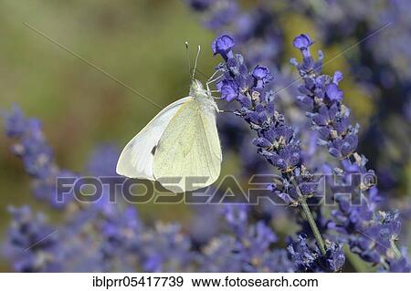 Great cabbage white butterfly (Pieris brassicae), Lavender (Lavandula angustifolia), Lower Saxony, Germany, Europe View Large Photo Image Stock Photo - Great cabbage white butterfly (Pieris brassicae), Lavender (Lavandula angustifolia), Lower Saxony, Germany, Europe. Fotosearch