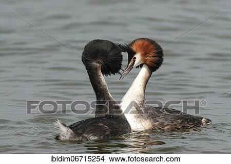 Picture - Great crested grebe (Podiceps cristatus) Courtship ritual of Great crested grebes, Lower Saxony, Germany, Europe. Fotosearch