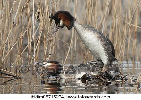 Picture - Great crested grebe (Podiceps cristatus) Mating on the nest, Lower Saxony, Germany, Europe. Fotosearch